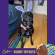 Illustration for article titled Last Call: How does your pet look with bunny ears?